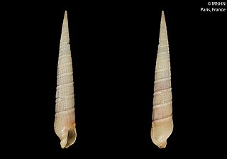 <i>Myurellopsis vaubani</i> Species of gastropod