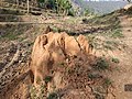 Termite hill.jpg