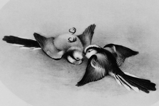 "Мужјаци се боре за власништво над територијом. Са главе пораженог и умирућег ривала је почупано перје." (Х. Е. Хауард (1920), Territory in Bird Life, стр. 145)