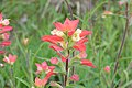 TexasIndianPaintbrush-2541.jpg