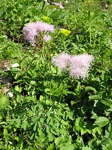 Thalictrum aquilegifolium.jpg