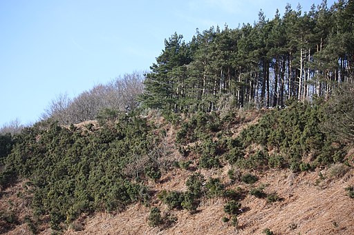 The Cleveland Way near Spring Wood - geograph.org.uk - 1717565