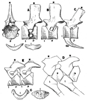 Vertebrae from several different tetrapods, with those of "Cricotus" (Archeria) in A-C, showing the large, cylindrical intercentra (I) and pleurocentra (P) The Osteology of the Reptiles p98.png