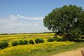 The Rhine river foreland near Loo-Groessen looks spectacular yellow at 11 July 2015 - panoramio.jpg