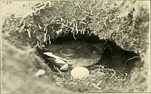 The fork-tailed storm petrel incubates a single egg in its burrow. The aquatic birds of Great Britain and Ireland (1906) (14568897740).jpg