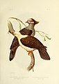 The birds of Australia (16865084665).jpg