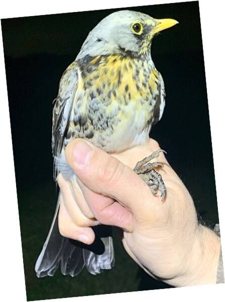 File:Thermal Fieldfare which has been caught and ringed using thermal imaging.jpg