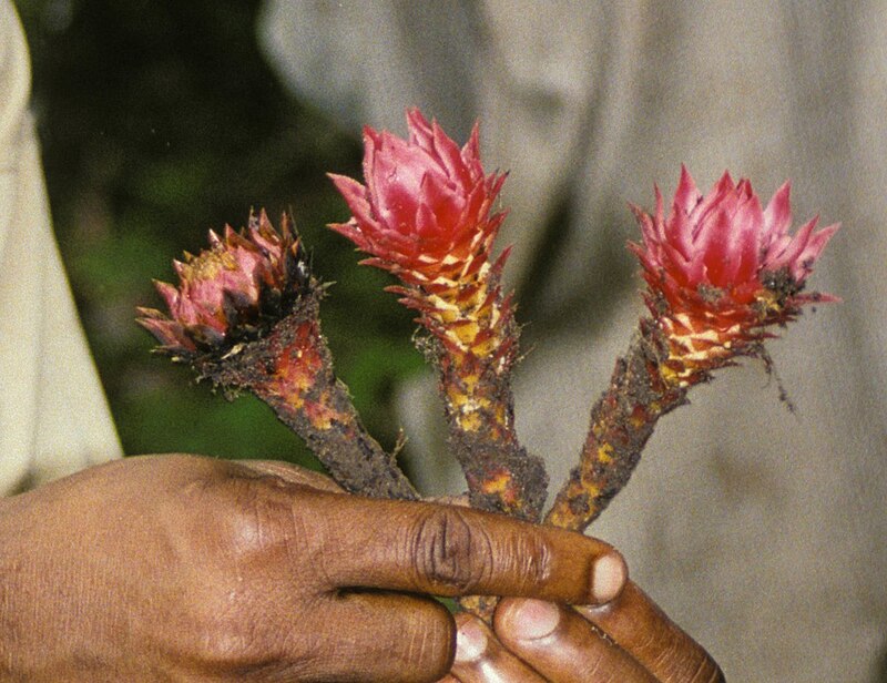 Thonningia sanguinea.jpg