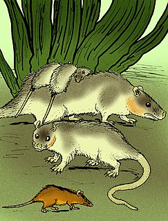 <i>Thylophorops</i> Extinct genus of marsupials