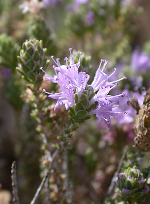 Thymus capitatus.jpg