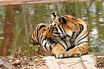 Thumbnail for File:Tiger 1 (India).jpg