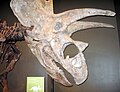 Glava holotipnog primjerka, Oklahoma Museum of Natural History