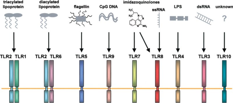 File:Toll like receptors.jpg