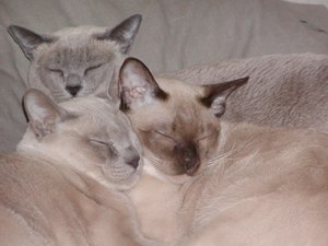 Tonkinese Cat