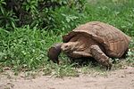 Vignette pour Centre de protection des tortues du Sénégal