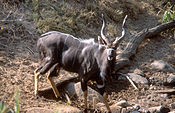 Tragelaphus angasii nbii safari h00351.jpg