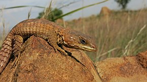 Descrizione dell'immagine Transvaal Girdled Lizard, Klipriviersberg, Johannesburg, South Africa.JPG.