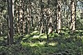 Dense stands of timber, Inner Bowl