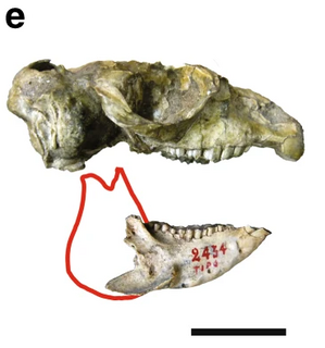 <i>Tremacyllus</i> Extinct genus of Notoungulate