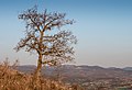 * Nomination Portuguese oak (Quercus faginea) on the summit of Cerro de Treviño. County of Treviño, Spain --Basotxerri 09:51, 18 March 2017 (UTC) * Promotion Good quality. -- Johann Jaritz 10:22, 18 March 2017 (UTC)