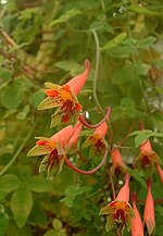 Miniatura para Tropaeolum pentaphyllum