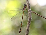 Tropical Needle (female) 3944-2.jpg