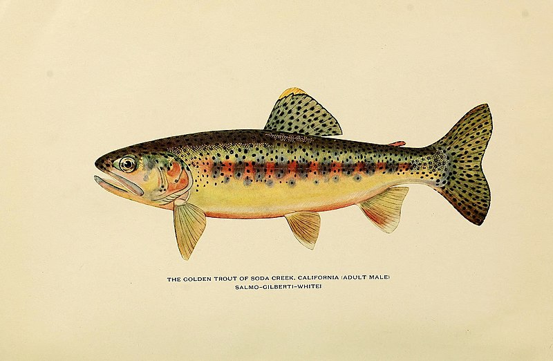 Trout Fishing in America - Wikipedia