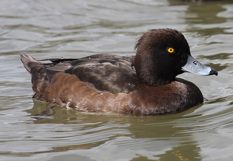 File:Tufted-Duck-female.jpg