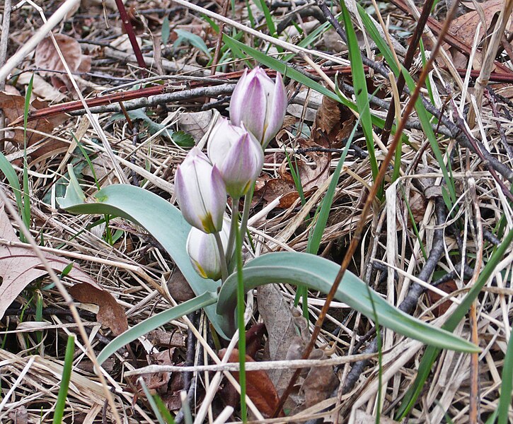 File:Tulipa Polychroma.jpg