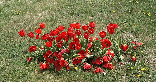 Tulips in Tsitsernakaberd
