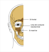 Ubicació del si frontal i maxil·lar al crani.png