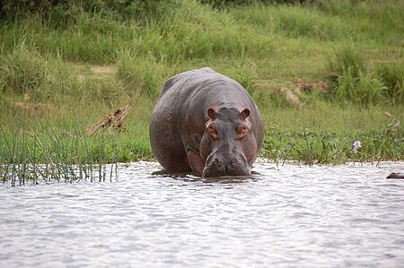 Tập_tin:Ugandan_hippo.jpg