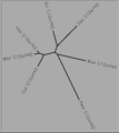 Unrooted Tree.png