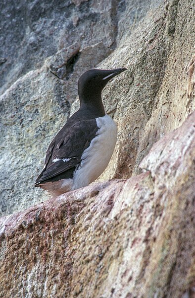 File:Uria lomvia 01(js), Alkefjellet.jpg