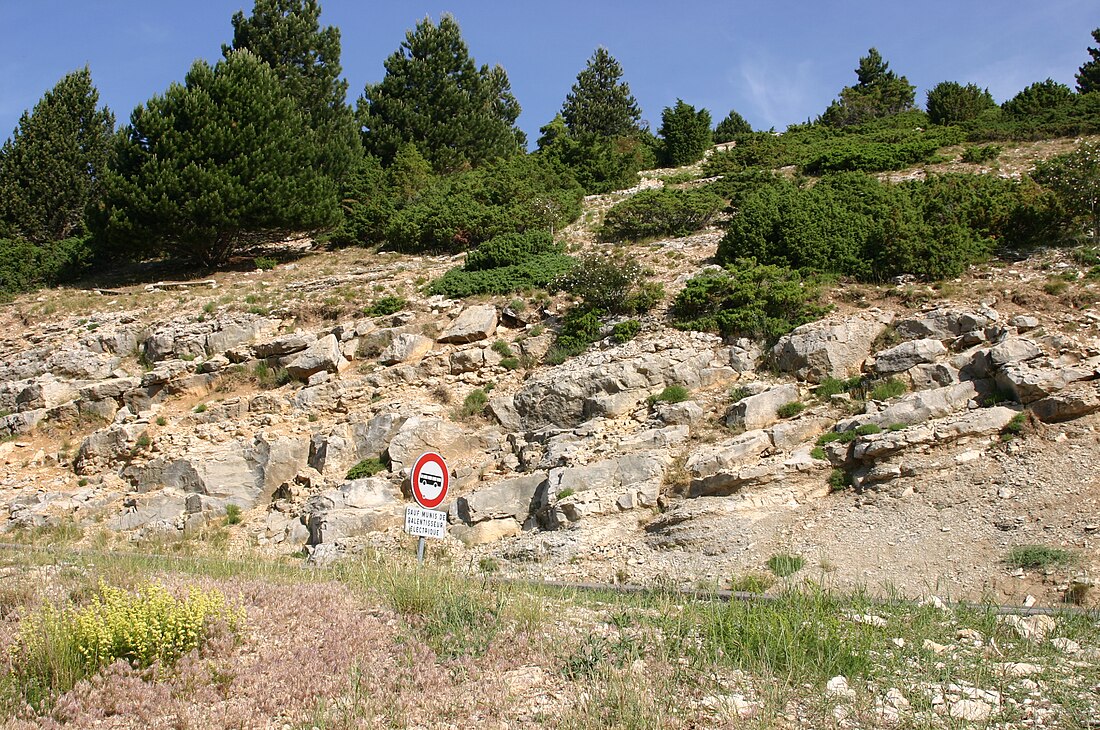 Flore du mont Ventoux