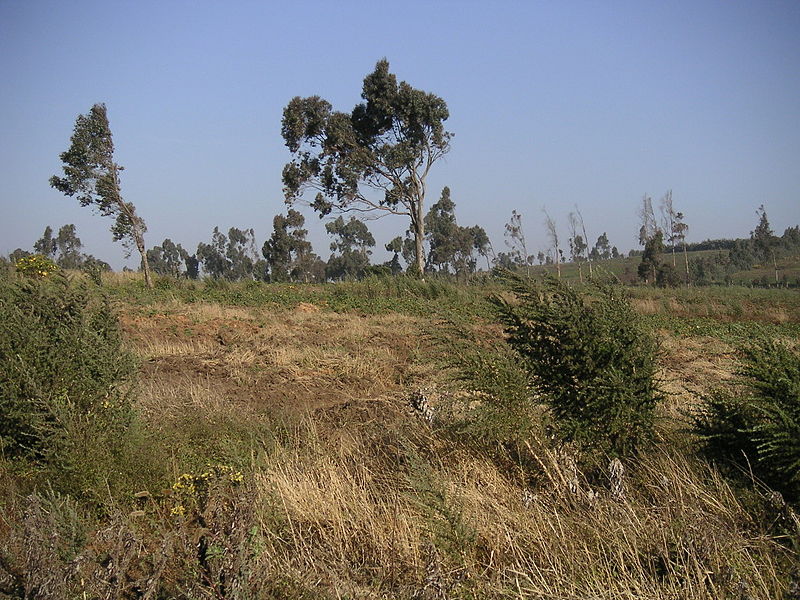 File:Vegetation on the Maleta Plateau in Mmuock-Leteh.jpg