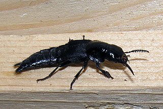 <i>Velleius dilatatus</i> Species of beetle