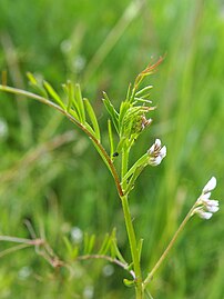 Flowering plant, Poland