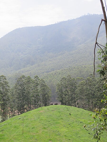 File:Views around Munnar, Kerala (60).jpg