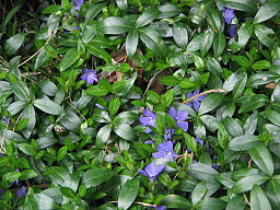 Vinca minor clump