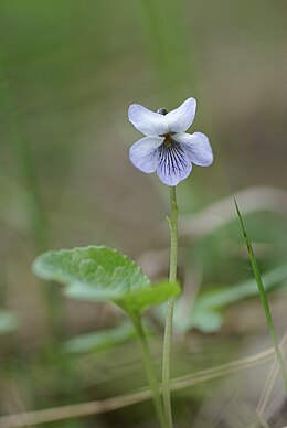 Pelkinė našlaitė (Viola epipsila)