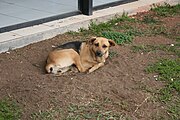 Caramelo - a Brazilian mixed-breed dog