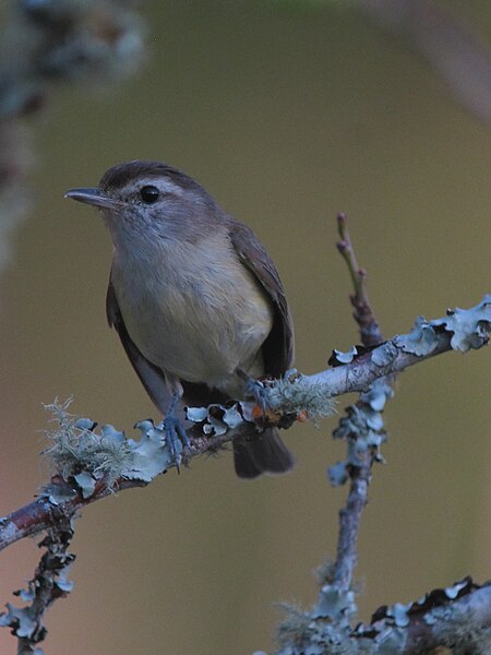 File:Vireo leucophrys Verderón montañero Brown-capped Vireo (14393305319).jpg