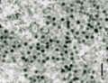 Viruses-11-00477-g006-C.png