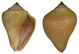 Shell in multiple views of a Volema crown conch Volema paradisiaca Roding, 1798 (4520569389).jpg