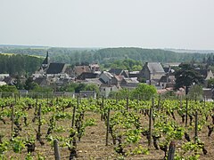 A szőlőültetvény 2011-ben.