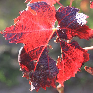 Gamay leave at autumn.