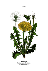 Plate 20 Taraxacum officinale