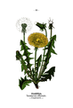 Taraxacum sect. Ruderalia (as syn. Taraxacum officinale) plate 20 in: Wayside and woodland blossoms, 1895