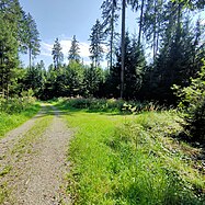 Forest roads in Germany